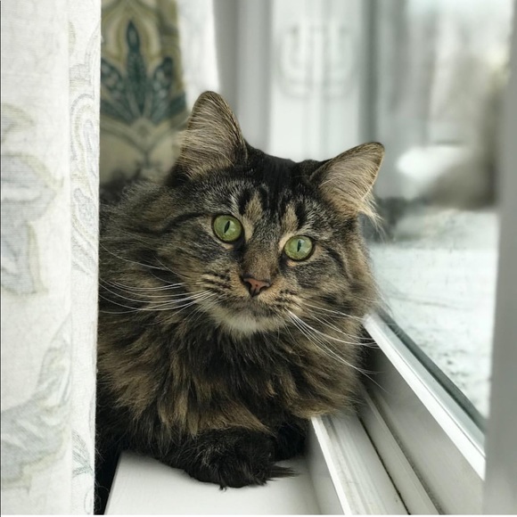 Meet Your Posher! 🌼 - Picture 3 of 4